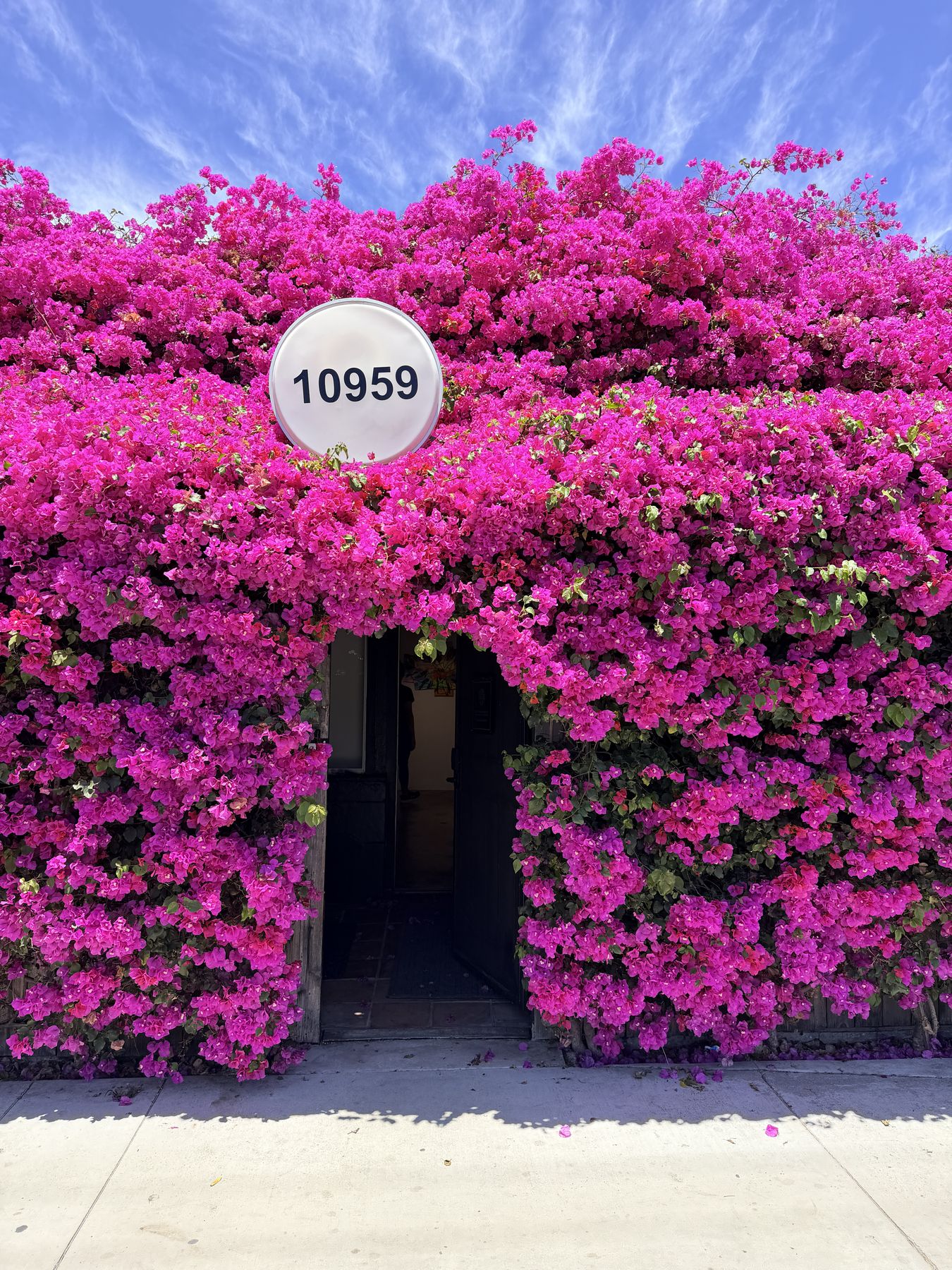 The front door under the bougainvillea in full bloom — look for the 10959 sign